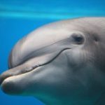 Santuario dei cetacei. Il segreterariato deve restare in Italia