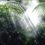 Foreste pluviali: per salvarle si mobilita l'Onu