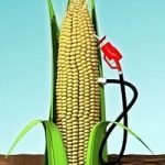 Energia e fame nel mondo, i biocarburanti affamano l'agricoltura dei paesi poveri?
