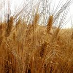Tensioni in Ucraina: aumenta il prezzo del grano