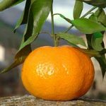 Mandarino, le qualita' di un frutto alleato contro l'influenza