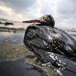 Ecoinvenzioni, la saponetta che libera il mare dal petrolio