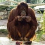 Un orango si annoia e gli danno l'Ipad