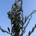 Domenica delle Palme: perche’ l’ulivo e’ il simbolo della Pasqua?