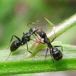 Le formiche nel loro piccolo ... sanno anche cucire