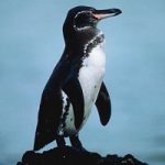 Il pinguino che vive piu' a Nord? E' il pinguino delle Galapagos