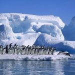 Pinguino imperatore, popolazione raddoppiata
