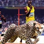Olimpiadi: gli animali battono comunque gli uomini da record