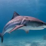 Un progetto per salvare gli squali nel mediterraneo