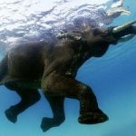 Animali. Anche gli elefanti nuotano