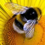 Il colore dei fiori dipende dalla vista delle api