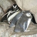 Acquario di Genova: nato un pinguino di Magellano