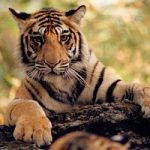 La Cina si impegna nella difesa delle tigri