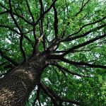 A Milano tutelati 1017 alberi di valore monumentale