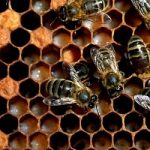 Meno api e meno miele. Colpa di pesticidi e maltempo