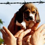 Caso Green Hill: i proprietari dei beagle hanno pagato i cani?
