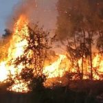 Incendi sul Pollino: le fiamme bruciano alberi monumentali