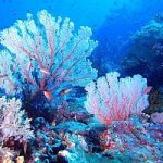 Enea e Marina Militare insieme per una campagna di indagine sui coralli