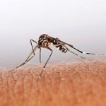Come tenere lontane le zanzare, con un’app