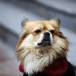 Cina, il cane che attende il padrone fuori dalla banca ogni giorno. Foto e video