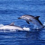 Nel mare di Taranto sono nati dei delfini