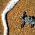 In Salento sono nate 16 tartarughe Caretta caretta