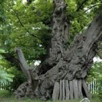 L’Italia ospita 22mila alberi di particolare interesse, dai castagni alle querce