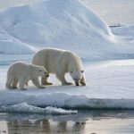 L’Artico e’ una pompa di calore. Pericolo per i livelli del mare