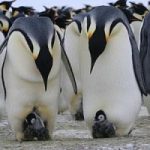 I pinguini primitivi? Alti e amanti del caldo