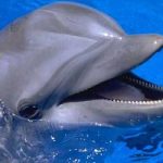 Delfini al sicuro, grazie a speciali boe