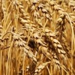 Agricoltura: i batteri proteggono i cereali dai funghi patogeni