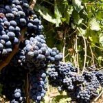 Addio vino Italiano, a causa dei cambiamenti climatici