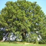 La tutela degli alberi monumentali e’ legge. Al via il censimento