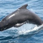 Il Giappone chiude la caccia alle balene