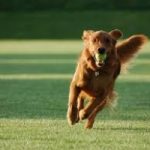 Cani come uomini: avvertono euforia dopo una corsa