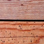 Casa, legno: come eliminare i tarli dai mobili