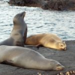 Galapagos: causa uomo, leoni marini a rischio