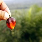 L’olio di palma, nocivo per la salute dell’uomo e dell’ambiente