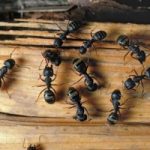Rimedi naturali per combattere le formiche