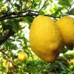 Il limone, un valido aiuto per dimagrire