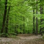 Foreste: dagli alberi arriva 1,6% dei consumi energetici nazionali