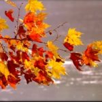 Autunno: perché le foglie cambiano colore?
