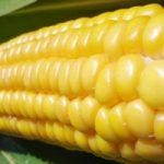 Ue: no alla coltivazione del mais Ogm 1507