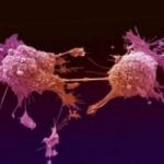 Cura al tumore: cellule del sangue modificate
