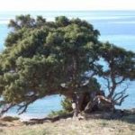 Sardegna: un milione di nuove piante, per rinascere dopo alluvione