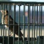 Ue: Italia in mora per cattura uccelli