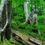 Foreste: proposte per una nuova politica nazionale