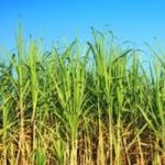 Dalla canna da zucchero biogas a basso impatto ambientale
