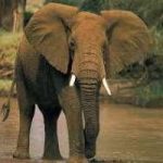 Elefanti: si abbracciano per consolarsi