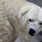 Arturo, l’orso polare che soffre il caldo